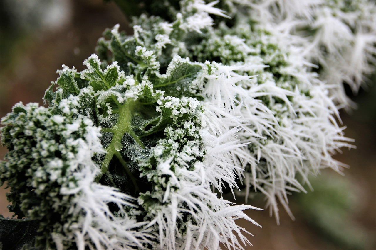winter nature-3103547_1280